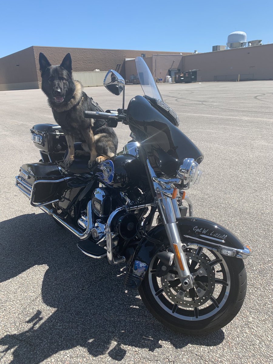 K9 Apart tweet media