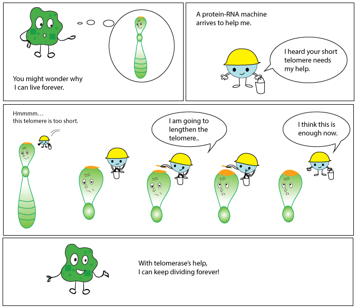 PeptideScience's tweet image. The Blue Handyman Telomerase repairs the telomeres protecting DNA so cells can divide! #ScienceForKids #DNAProtection #HayflickLimit