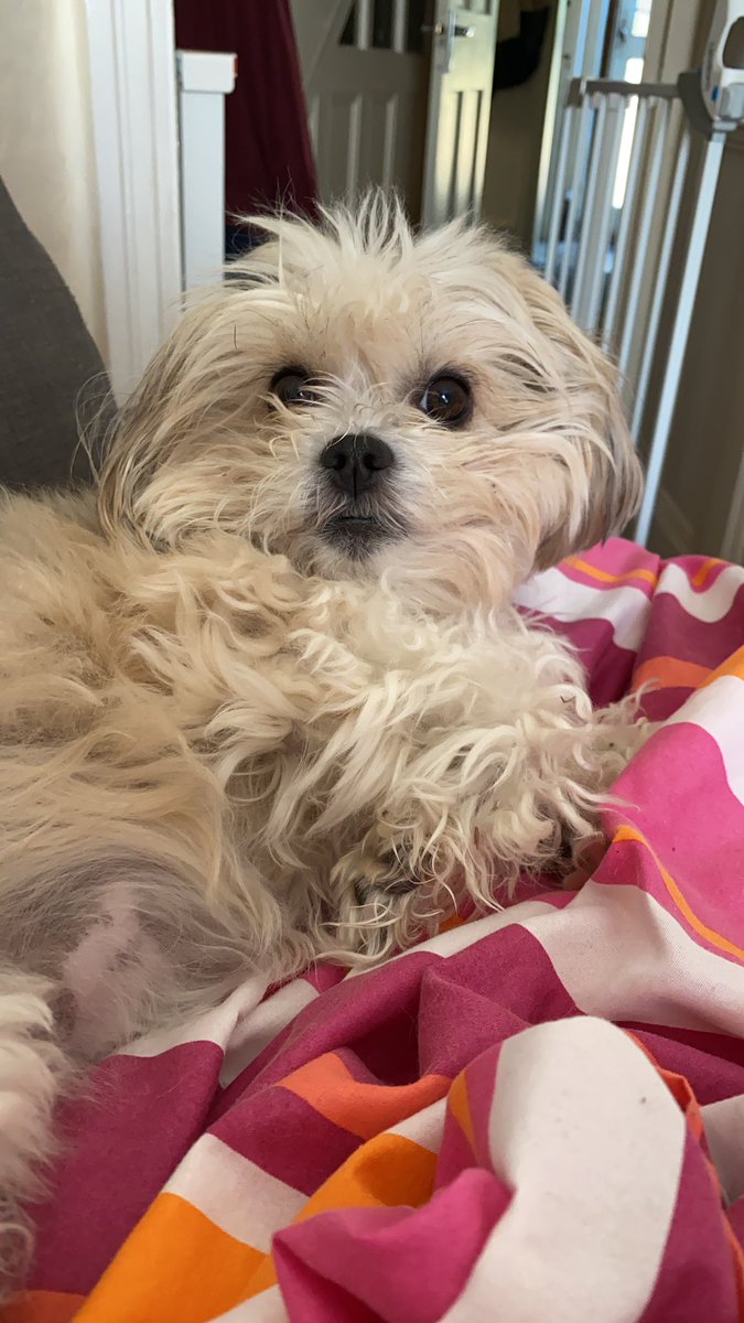 Puhthepuppy's tweet photo. Today is fur cut day today is fur cut day!!! Woof woof woof woof woof #haircut #lockdownhair #TongueOutTuesday #ZSHQ @BraveWinston #DogsofTwittter #toofluffy #iampuh ๐ถ๐พ๐ https://t.co/DIMnVBva5I