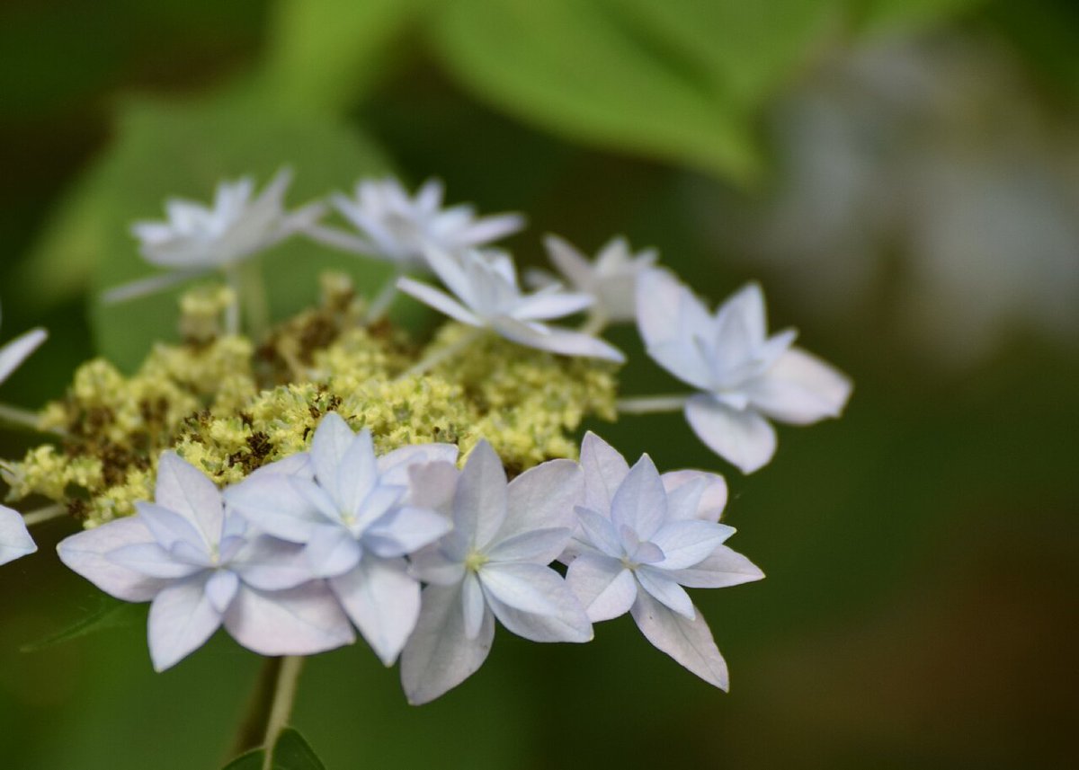 六義園 六義園で見ることができる山紫陽花のひとつ 七段花 シチダンカ この形と淡い青色に引き込まれます 庭園 山紫陽花 七段花 六義園 休園中 幻のあじさい 六義園 六義園で見ることができる山紫陽花のひとつ 七段花 シチダンカ この形と淡い青色に引き込まれます 庭園 山紫陽花 七段花 六義園 休園中 幻のあじさい