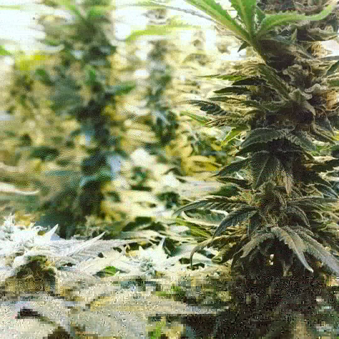 Stacking frosty and dense buds 🔥
.
.
. 
#budshots #cannabis #cannabiscommunity #cannabisculture #cannabiscup #cropkingseeds #growyourown #greencrack #growtent #marshydro #remonutrients #secretjardin
#weed #weedporn