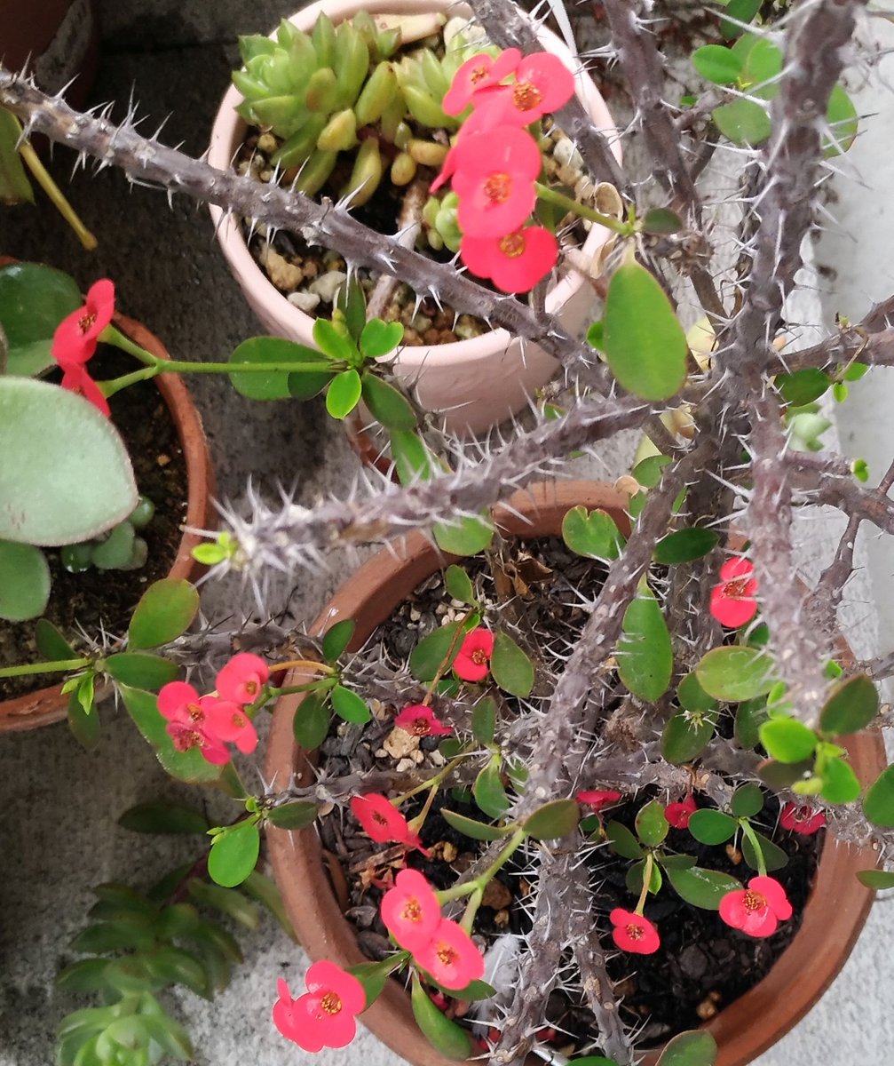 こころんグリーン على تويتر ハナキリンの赤い花がたくさん開いています 花数が少しずつ増えてきているようです グリーンの葉っぱも 増えて欲しいのですが ハナキリン 赤い花 花数 グリーン 葉っぱ 初夏 初夏の花 園芸 ガーデニング 熊本市南区 熊本