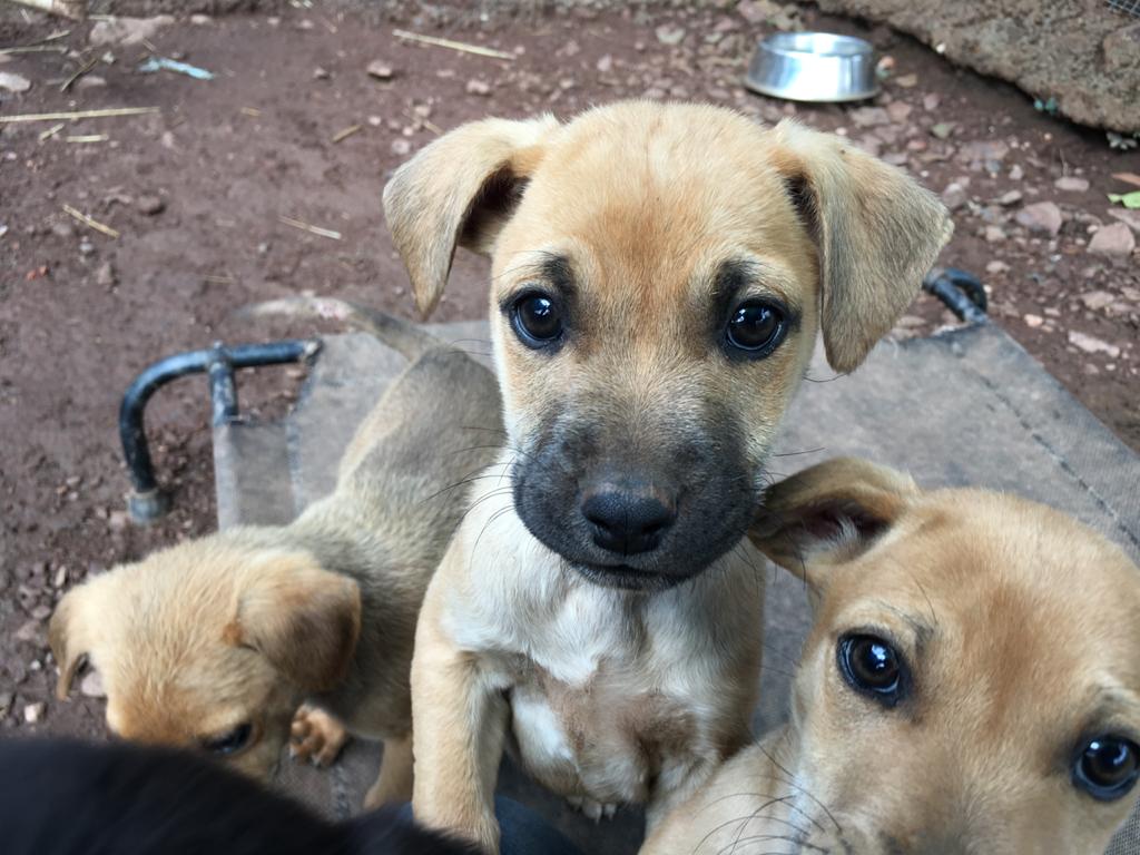 Dogtown_SA's tweet photo. We know you can't resist this cuteness!
SMS TWITTER to 38919 to donate R10 to the care of the #Dogtowndogs. Network charges & admin fees may apply. No closing date.
#rescuepuppies #rescuedogs https://t.co/z5t014bV22
