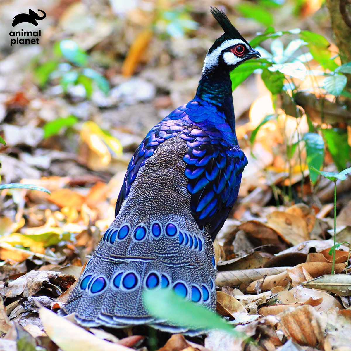 AnimalPlanetIn's tweet photo. Palawan Peacock Pheasants are sexually dimorphic creatures, meaning both male and female look very distinctive. While the males look attractive with adorning colours, females are dull-coloured.
#WeirdAnimalFacts https://t.co/hnIXBN2KKK