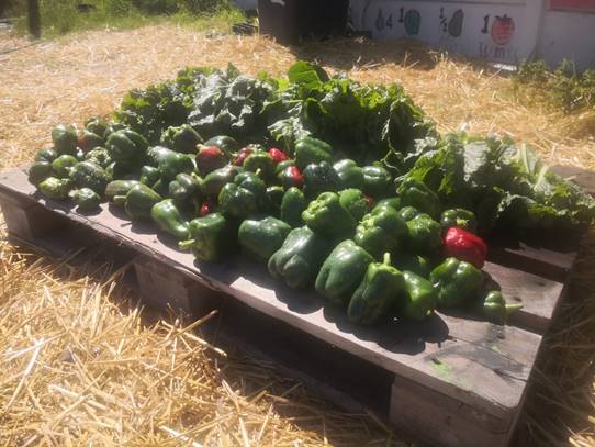 travelsaus's tweet photo. 🌱We've received the incredible harvest of the garden our Conf. & Incentive Travel manager has been working on in Cape Town.👏
#grosvenortours #igardiproject #call2care #Gugulethu #csr #travelandsports #tasa #thankyou #together #caring #biodiversity #community #southafrica https://t.co/hoOpS1TNYf