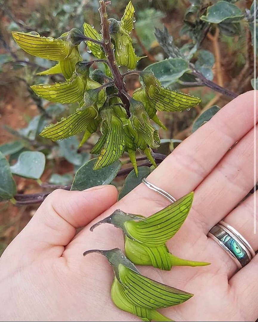 Crotalaria cunninghamii