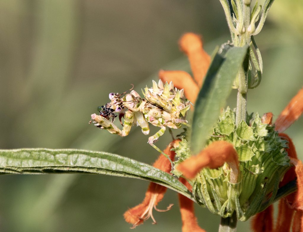 RobynAnsellArt's tweet photo. All within the leonotis 🧡💚 #mygarden #winter #kznwildlife #amethystsunbird
#spottedbushsnake #spinyflowermantis #greaterdoublecollardsunbird #leonotisleonurus #lovemygarden #StayHomeSA #birdingathome https://t.co/HwVnJsm6XV