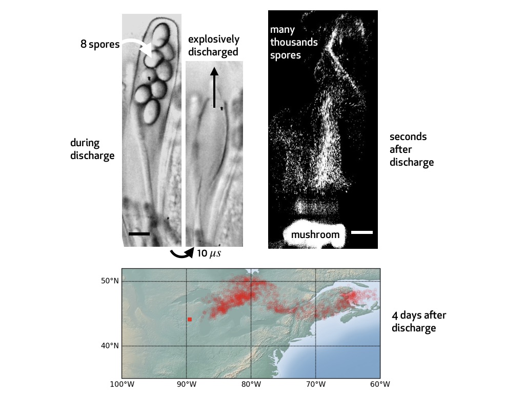 "10 000 simulations pour comprendre la stratégie de dispersion des spores"- reprise de l'article de @AgneseSeminara, directrice de recherche <a href="/CNRS/">CNRS 🌍</a> à l'#INPHYNI @INP_CNRS @uca_research dans <a href="/TechnoScience/">Techno-Science.net</a>