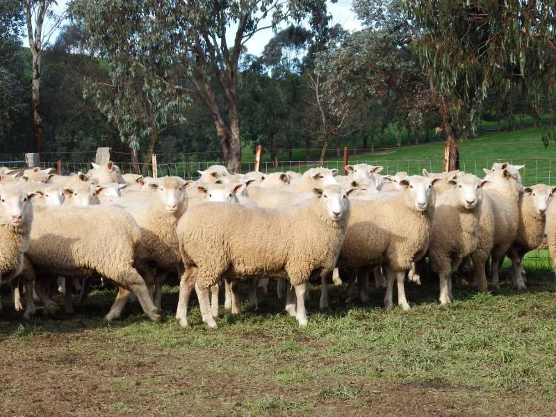Congratulations to the team at “Burdue” Alexandra Highlander SIL ewes to a top of $403 today, top job <a href="/AuctionsPlus/">AuctionsPlus</a> #highlander #probreed 
<a href="/murnongfarming/">Martin Clark</a> <a href="/neXtgenAgri/">neXtgen Agri Ltd</a>