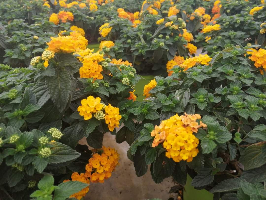 🏵️ Lantana camara 🏵️

La lantana camara, resistentissima e vigorosa, è la pianta perfetta per la lunga estate italiana con un'ampia gamma di colori.

Le nostre disponibilità ➡️ bit.ly/Disponibilità-…
- Vaso 14: rosso, arancio;
- Vaso 19: arancio, mix;
- Vaso 25: arancio.