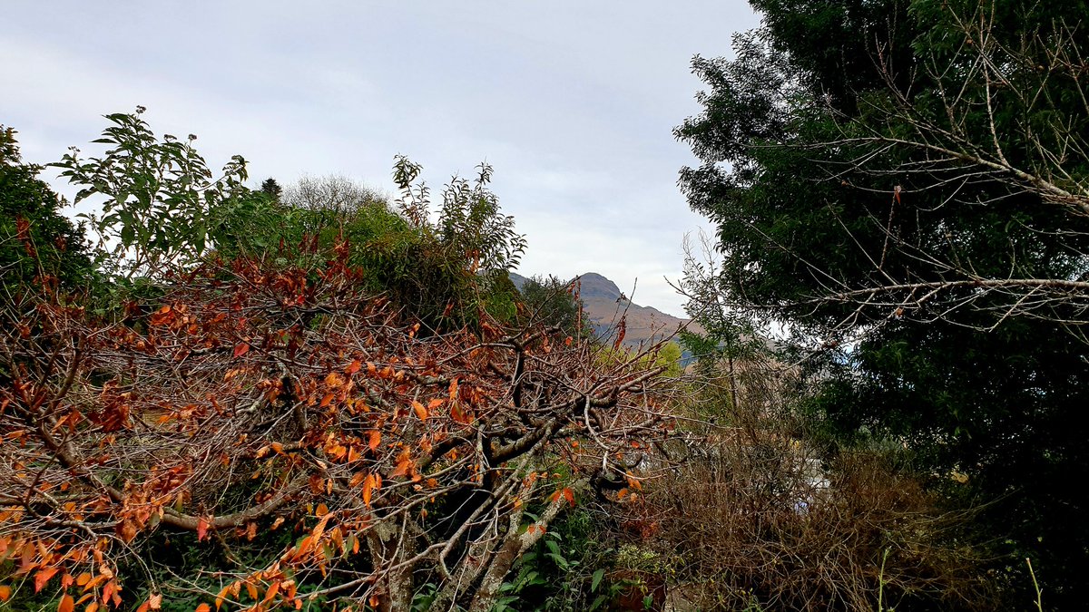 <a href="/FoulkesBrau/">Foulkes Brau</a> <a href="/MarikeKotze/">Marike Kotzé</a> <a href="/WilfullyMe/">Just me ♥</a> <a href="/LadySayFuckALot/">Pablo Memescobar 🐈</a> @LadyLepurrrd <a href="/Beachbabynorth/">Terryll Jordaan</a> <a href="/samantha_freese/">SamSugar</a> <a href="/DaveStarley/">Dave Starley</a> <a href="/illyancloete/">Illyan Cloete</a> <a href="/BsorahCamp/">B'sorah Adventures</a> <a href="/cottageimvana/">Cottage Imvana (PTY) Ltd 📍Bulwer</a> @deoudehuize <a href="/discoverkruger1/">Discover KNP Safaris</a> <a href="/kruger5Safaris/">Kruger 5 Safaris</a> <a href="/nroutessa/">N-Routes South Africa</a> <a href="/NewZululand/">zululandAPP</a> @PortervilleMkt <a href="/adstube/">Ads ZA</a> <a href="/beach_bush/">Bush & Beach Vacations</a> ❄☃️Morning everyone. Waiting for the cold to arrive, maybe some snow.

Be safe and warm beer man &amp; friends🤗