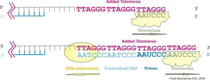 PeptideScience's tweet photo. How does Epitalon enhance sleep while protecting DNA and Telomeres? #Peptides #Pineal #Epitalon #Melatonin #Hayflick #CircadianRhythm

https://t.co/TP0qtJRCl5

"Telomere length is increased by approximately 33% in Epitalon treated cells… Mortality rate decreased by 52% in rats." https://t.co/vFtwo3R0ff