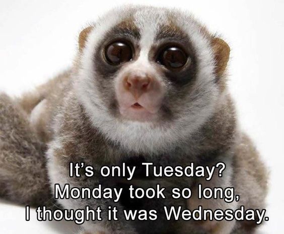 nclanlibrary's tweet image. Good morning.  Just in case the long weekend caused even more confusion about what day it is, your helpful library service is here. Tuesday. Today is Tuesday.  As you were. 😁 #whatdayisit #libraryinfo