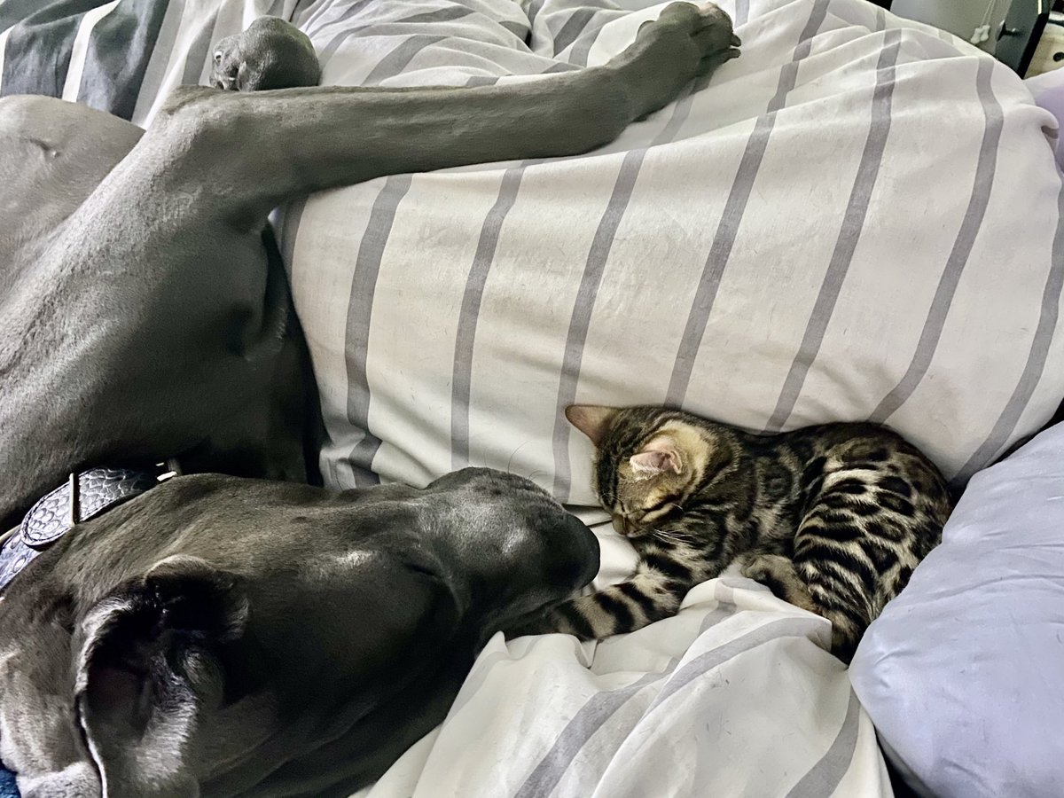 DrogoDane's tweet photo. Nap time with my new friend, Bao the Bengal. I don’t like cats, but he does like to play. https://t.co/lfyaTav8PD