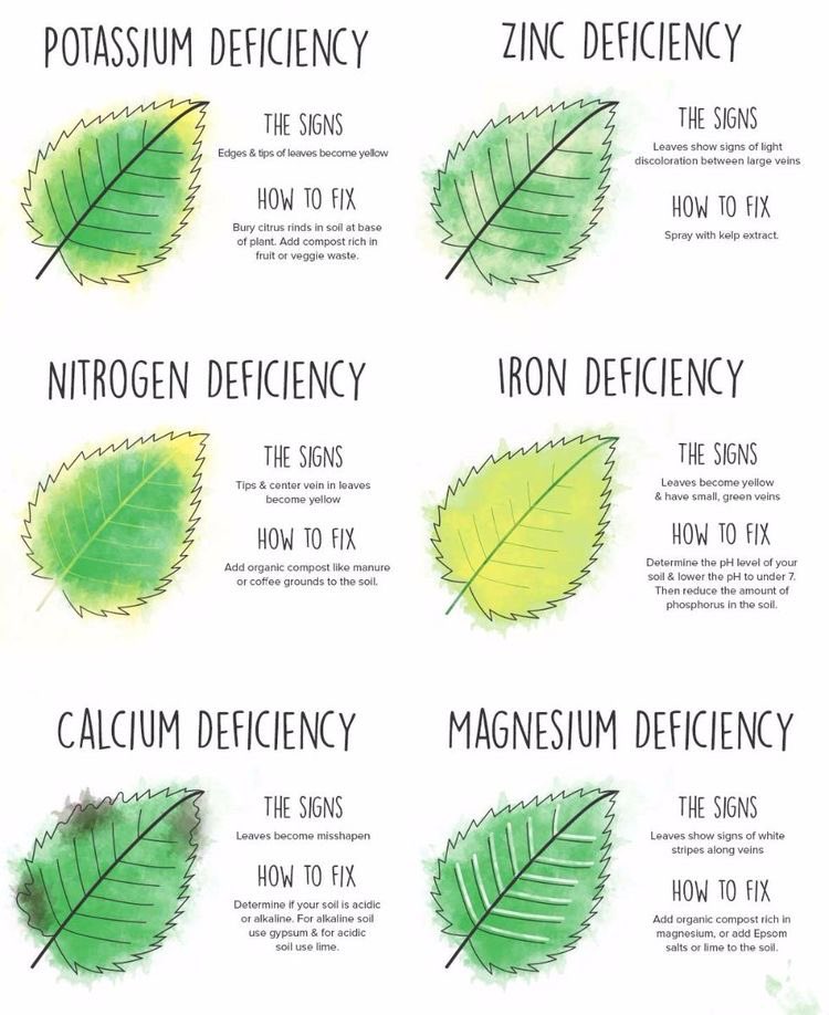 Hey guys did u know plants can get hangry too? Mean (hungry and angry)plant can start to die because it lacks the proper nutrients it needs to live.Plants actually show us what they’re hungry based on their appearance. So this is the types of deficiencies and how to solve them