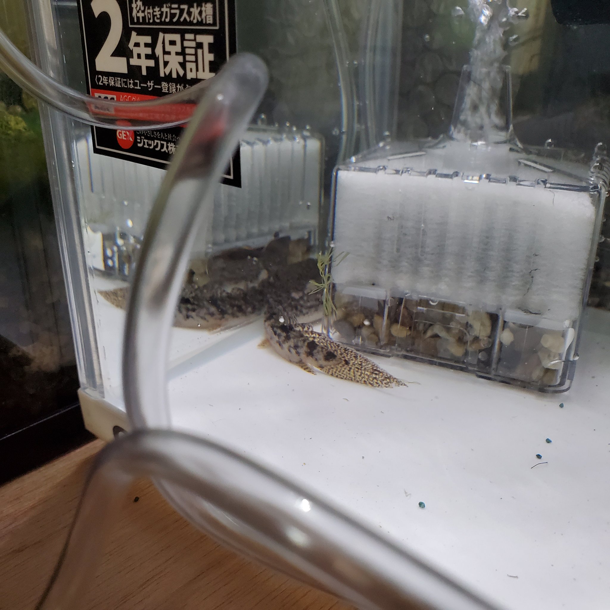 98 64公式 デルヘッジが水カビ病に 別途水槽を立ち上げ 水温高め 31度 でアグテンで薬浴中 メチレンブルー 水量が少ないのでシリンジで計量 ポリプテルス 熱帯魚 三密を避ける T Co Nzkjvlzx5w Twitter