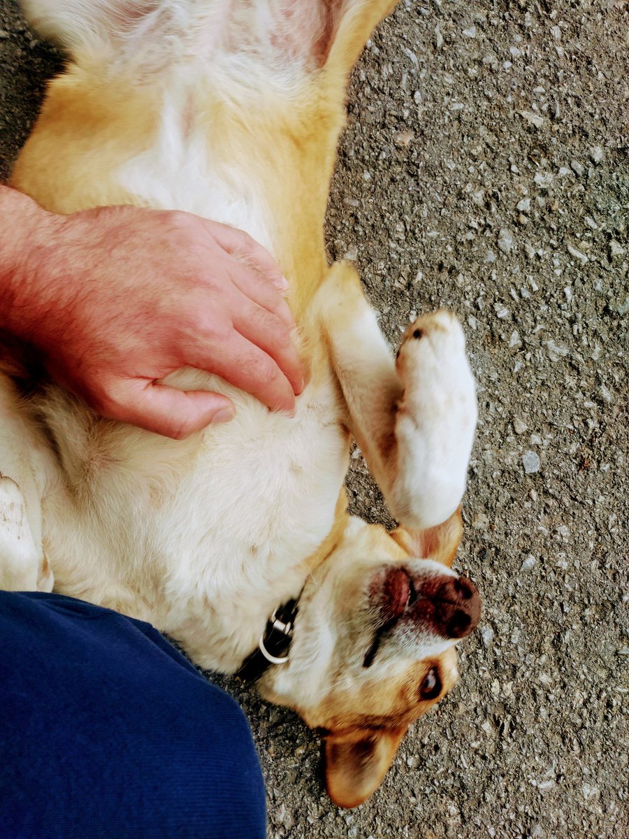 Mahallenin maskotu 💙🐶🐶💙