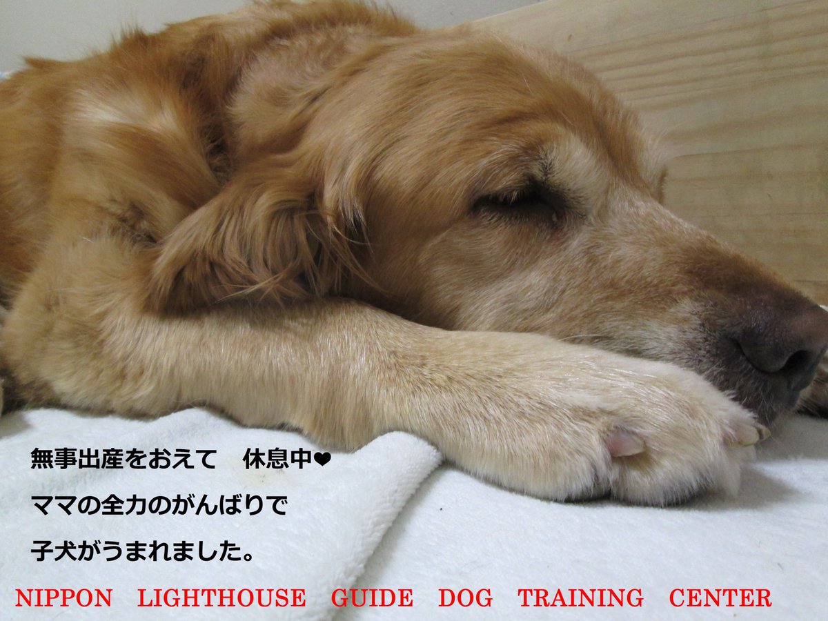 O Xrhsths 日本ライトハウス 盲導犬訓練所 Sto Twitter 訓練所で新しい命が誕生しました 盲導犬となる 子犬たちの誕生です お母さん犬は繁殖犬ボランティアさんのところで普段は家庭犬として生活しています 出産を終えたお母さん犬は これから授乳や仔犬たちの