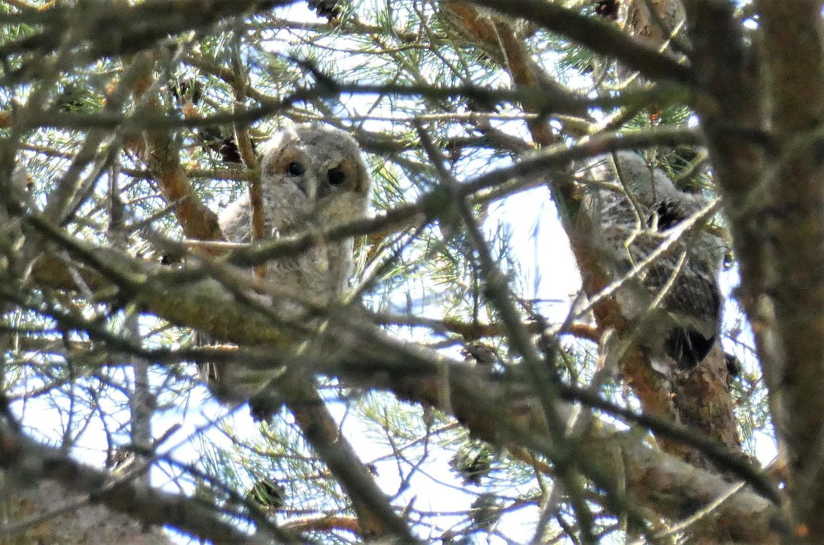GeorgiaExplores's tweet photo. Hey @BBCSpringwatch here’s a couple of baby tawny owls plus a parent, first shot taken one the others three days out of the nest. Taken at the delightfully named Slop Bog in Dorset where my parents volunteer as guardians and had put up an owl nest box. #Springwatch https://t.co/hcsn0IVmv7