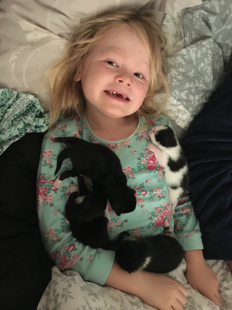KellyLat's tweet photo. @romillypsrecep Amelia is having a great time helping to look after our new babies 😻 https://t.co/YgrhDV3nL2