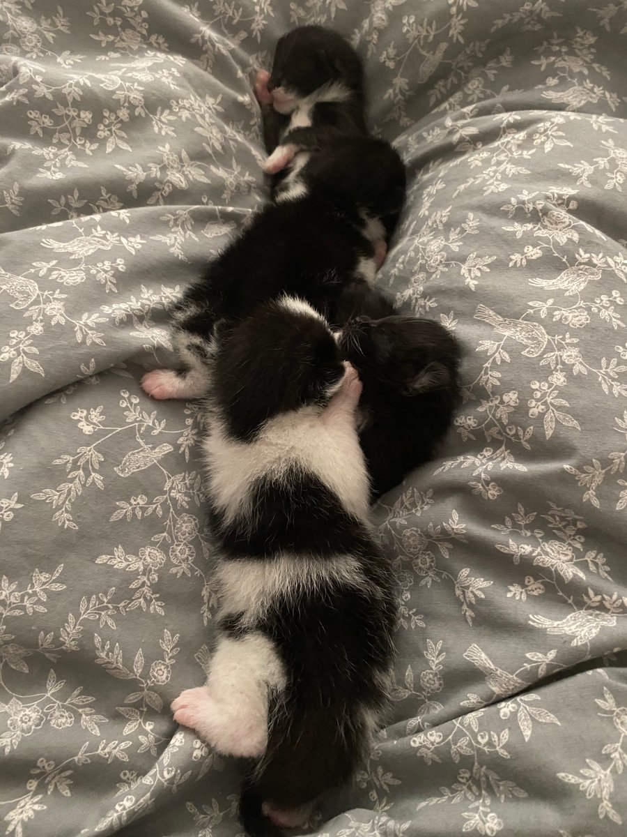 KellyLat's tweet photo. @romillypsrecep Amelia is having a great time helping to look after our new babies 😻 https://t.co/YgrhDV3nL2