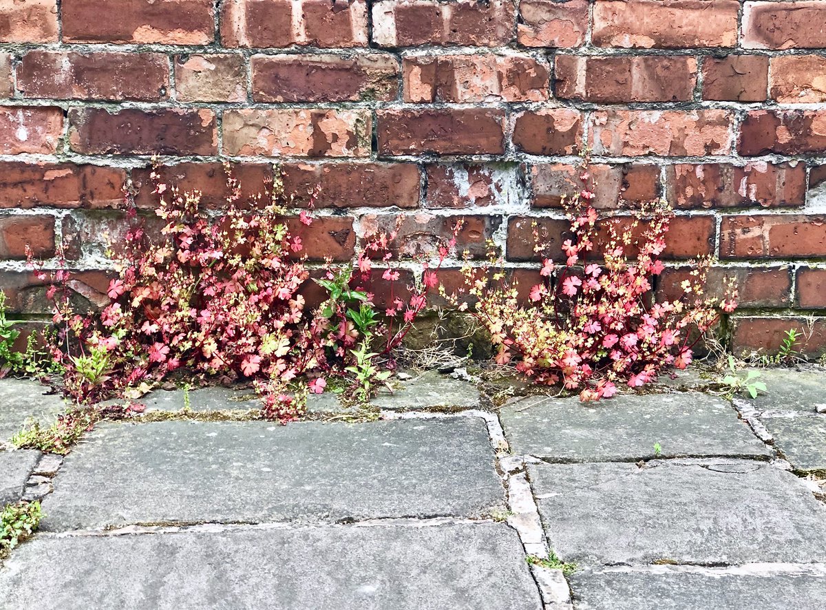 DashboardImage's tweet photo. Seek the beauty amongst the #weeds.
#DashboardImage #photography https://t.co/Qndl364Q8c