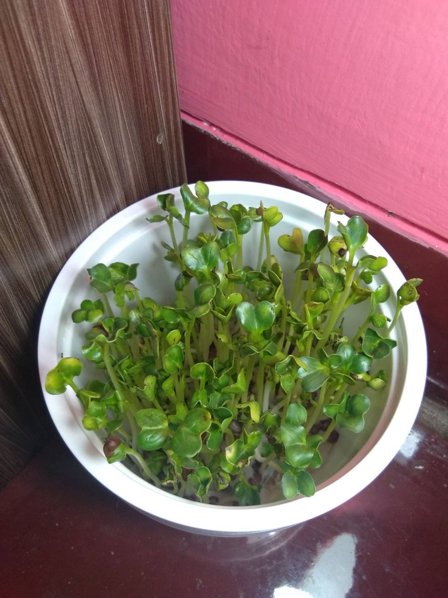  day 7it's getting taller!!! and since i exposed it to light, it became green too seems like ぼうちゃん is really sick though it smells kinda weird but when i tasted some of it, it doesn't taste bad?? also i didn't know radish sprout is kind of spicy! 