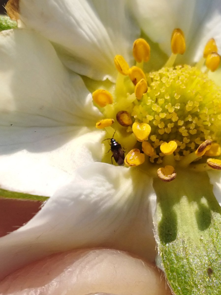 Er staat een compleet leger natuurlijke vijanden paraat💪🏻