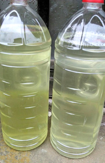 クロレラのtwitterイラスト検索結果 古い順