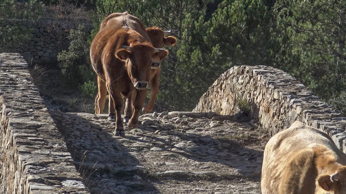 samarucdigital's tweet photo. "El viatge de les vaques" un reportatge de samarucdigital que acompanya al ramader ecològic Fernando Robres des de les muntanyes de Terol a la planícia de Castelló
https://t.co/OoqmXcYu2m https://t.co/iixs79DE2r