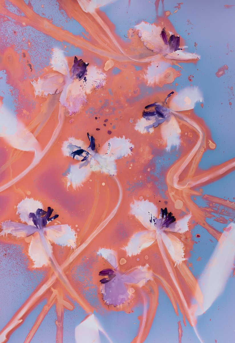 We spoke to @zaracarpenter about her beautiful lumen prints fleurandarbor.com/home/2020/5/16… #fleurandarbor #lumenprint #alternativeprocess