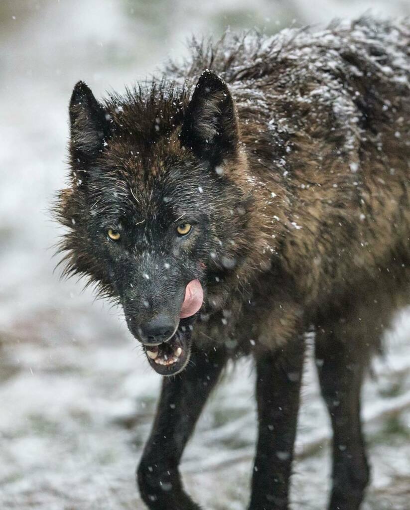 NP_Geek's tweet image. Take the week on like a wolf. Be the wolf. •••••
Thanks to Trent @trentsizemore for the awesome capture from Yellowstone. ・・・
First day back in Yellowstone, are you kidding me? Thanks @savannahrosewildlife for the tip!
——- #nationalparkgeek #FYPy… instagr.am/p/CApG2dPHXDm/