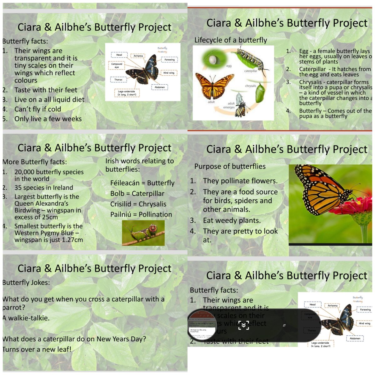 CrumlinNS1's tweet photo. Another few samples of the project work the students did last week. Well done to all! 🎨📸🦋🤗
@GreenSchoolsIre https://t.co/t5rcS5GJkM