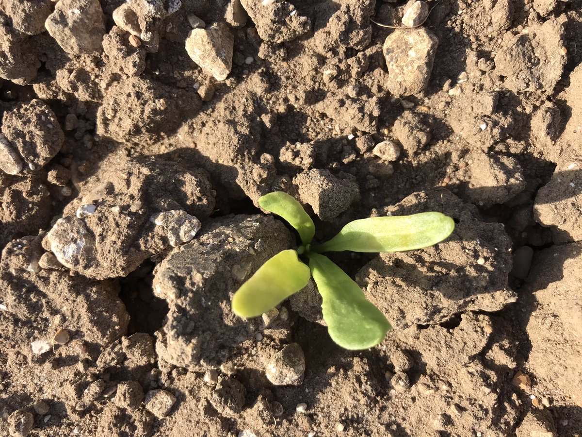 JimScarratt's tweet photo. Challenging year for #sugarbeet20 establishment. All 4 plants from same field and all next to each other. @BritishSugar @NFUSugar #cotyledon #2leaf #10leaf #pestdamage https://t.co/DxSVq3HioQ