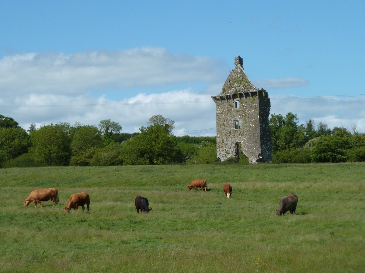 Medieval Buttevant tweet media