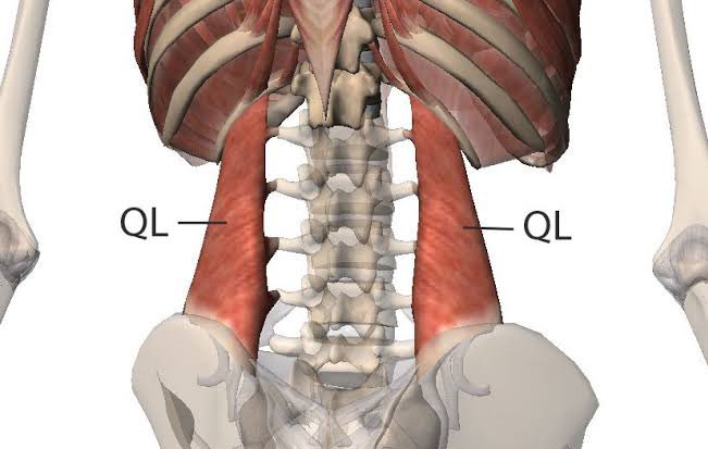 The QL muscles, or Quadratus Lumborum, are interior abdominal muscles connecting your low back and hips.Most people SEVERELY undertrain these muscles.If you have low back pain, strengthening the QLs could alleviate your issues. Here are 2 great exercises for QL training: