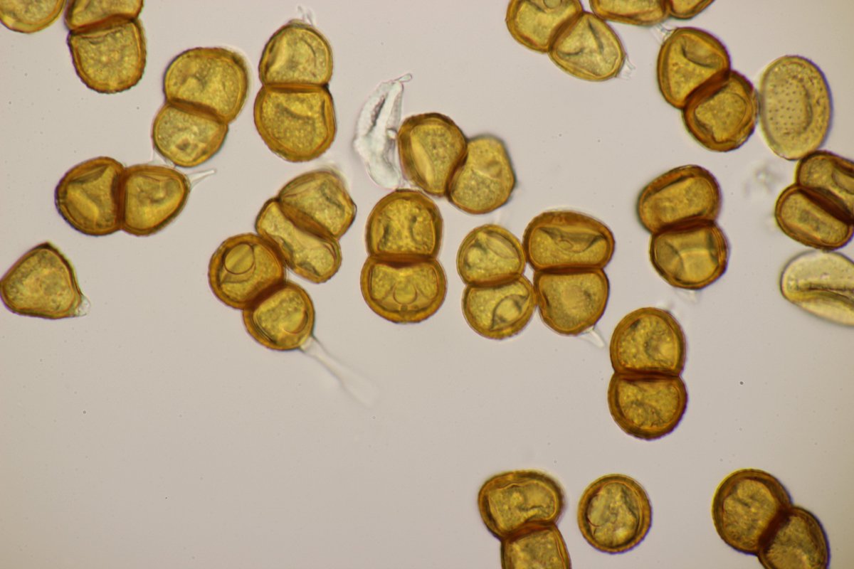 RPilze's tweet photo. Puccinia veratri ex Veratrum album
#Pucciniaveratri #Puccinia #Veratrumalbum #Veratrum #WeißerGermer #falsehelleborine #Vératreblanc #veratro #rust #rustfungus #rostpilz #rost #mushroom #mushrooms #fungus #fungi #pilz #pilze #champignons #champignon #nature #natur https://t.co/1DW3elLGKu