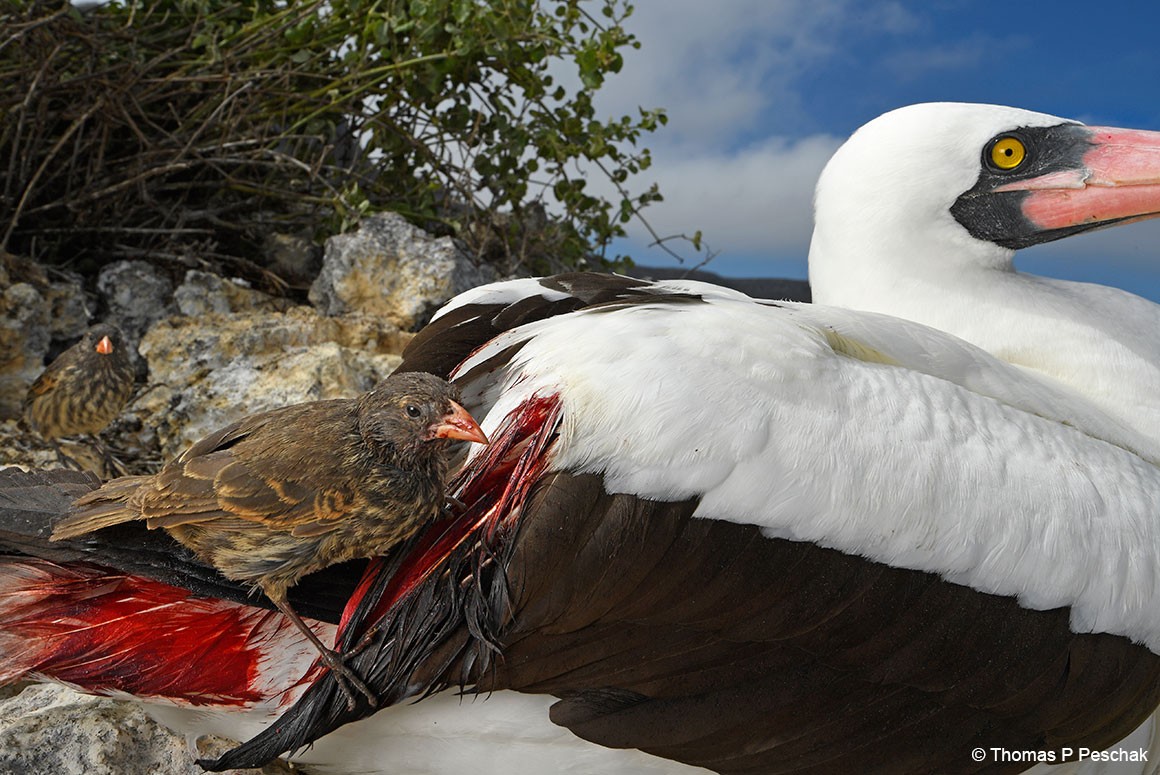 Tales aside, what is a tiny bird on a little island to do when food supplies dip?Tap into a readily available source, obviously. Vampire ground finches on Wolf Island in the Galápagos archipelago have done just that with the resident seabirds. #WorldDraculaDay #MonthlyTweetOff