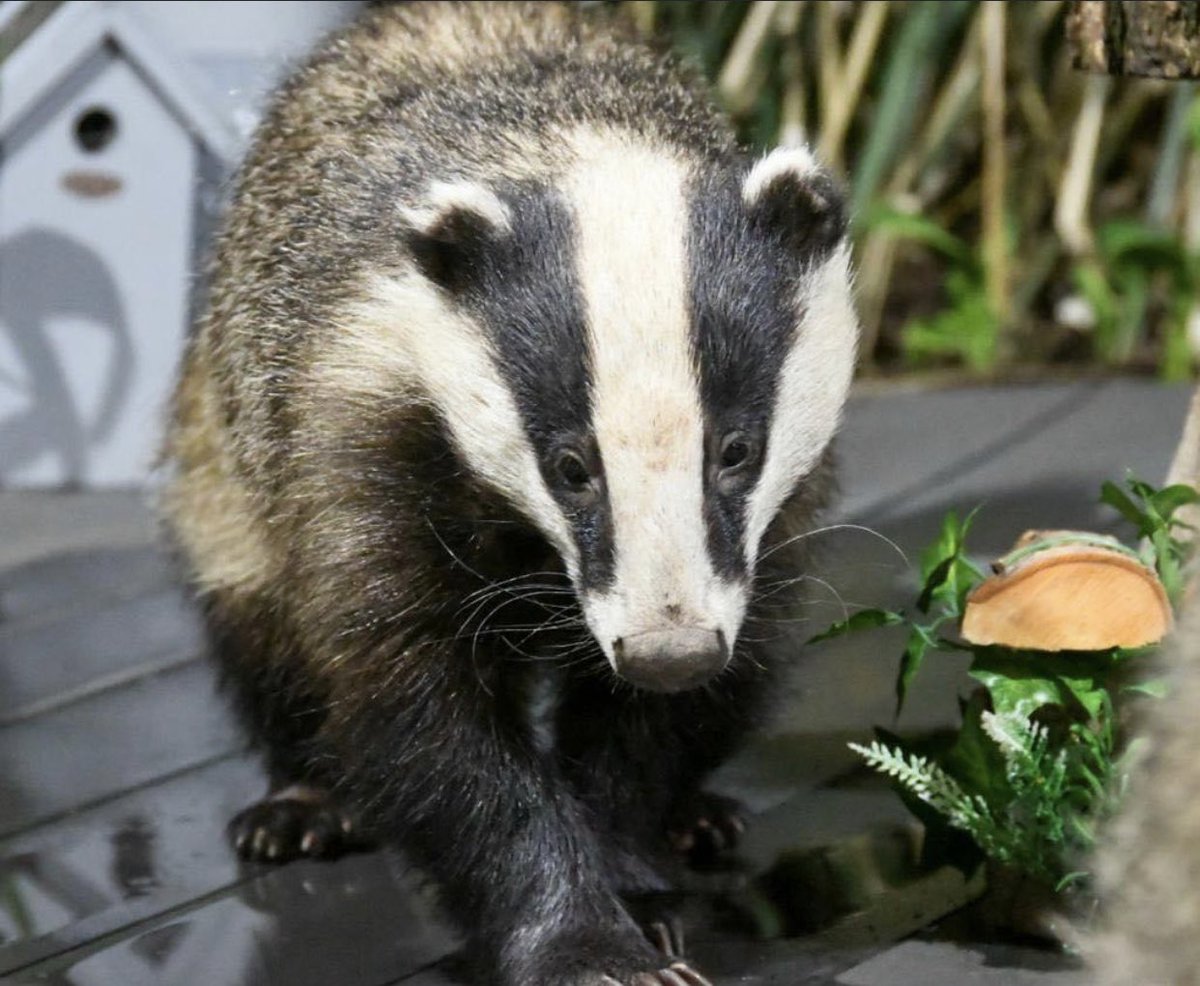 Mr Lumpy & Friends tweet media