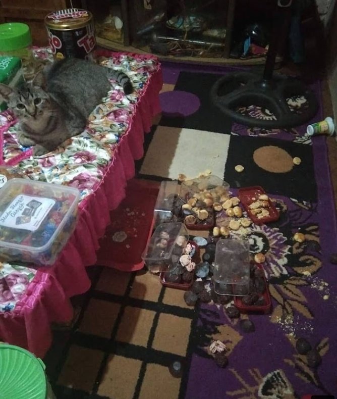 farezbe's tweet photo. kucing aku mungkin nak jadi rendang esok https://t.co/ej49QddAld