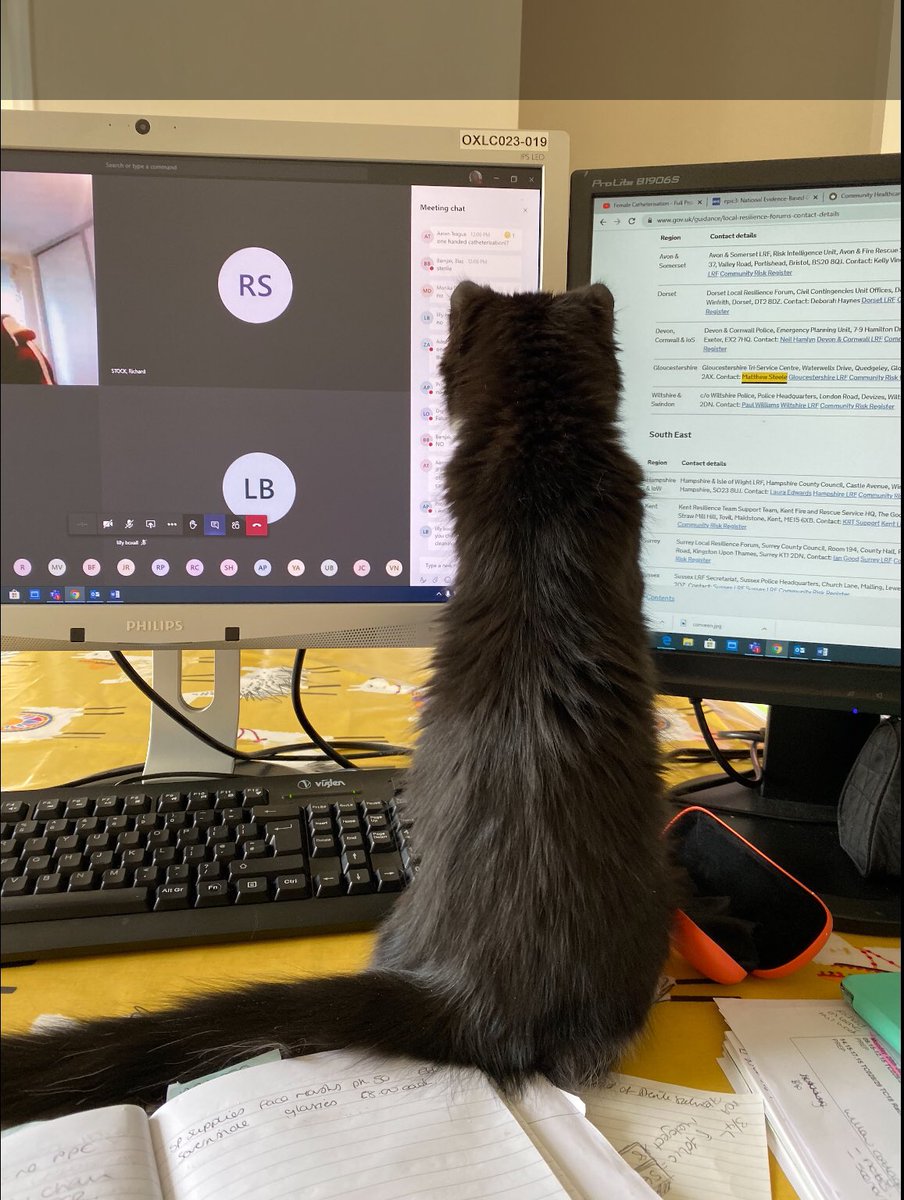 sim_uog's tweet photo. Missing the students &amp; colleagues at UoG. Observed Jan 20’s female catherisation theory session. Our kitten kept an eye on proceedings and was very impressed 😂 https://t.co/ycud4uaqfn