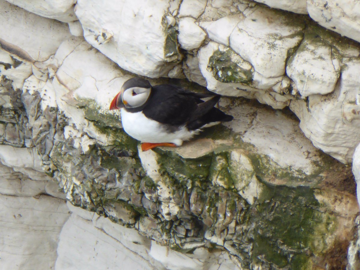 Puffins at Bempton Cliffs ! #BreakfastBirdwatch