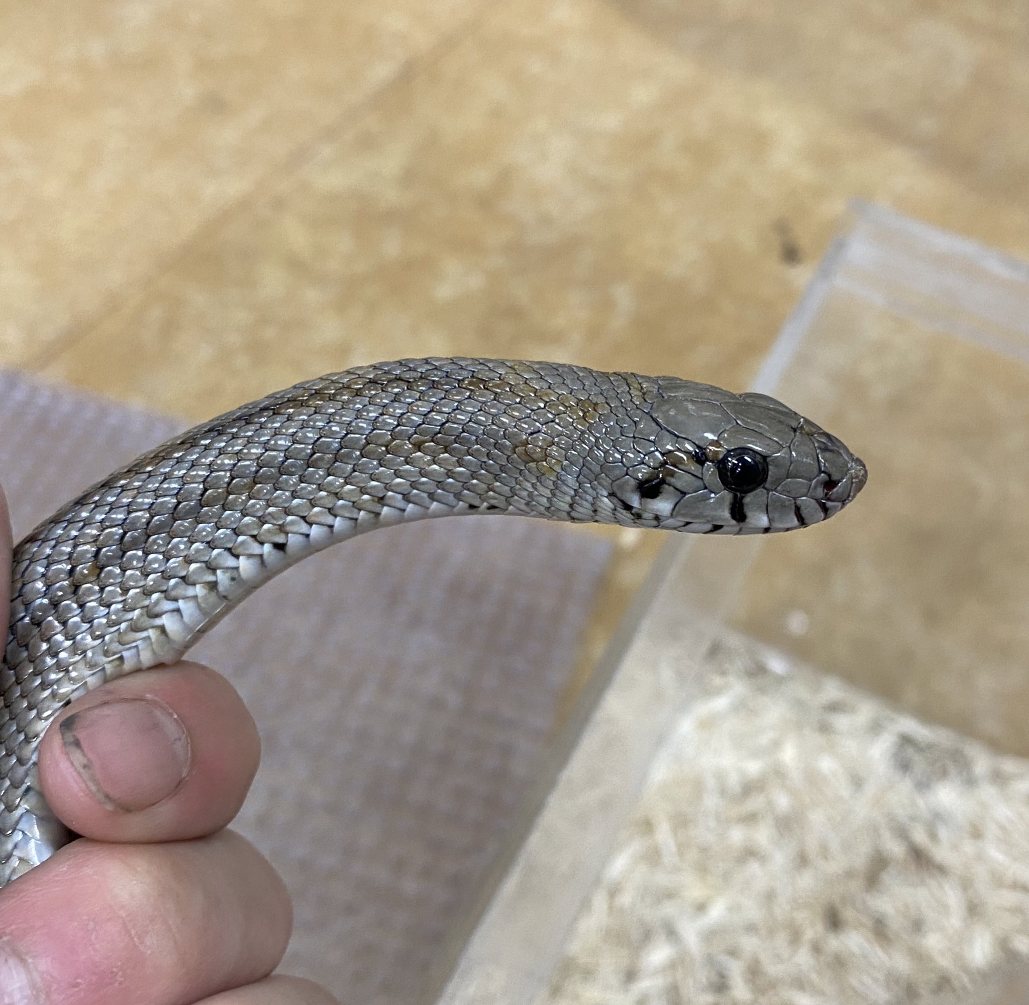 ペポニ インター店 ハシゴヘビ スペイン ヨーロッパのナミヘビ 通常の個体より黄色味が抑えられており シルバーカラーになっています ガッチリと太い体型に2本のストライプがカッコいいです ハシゴヘビ ヘビ 中村 T Co 3qt8mbxrgp