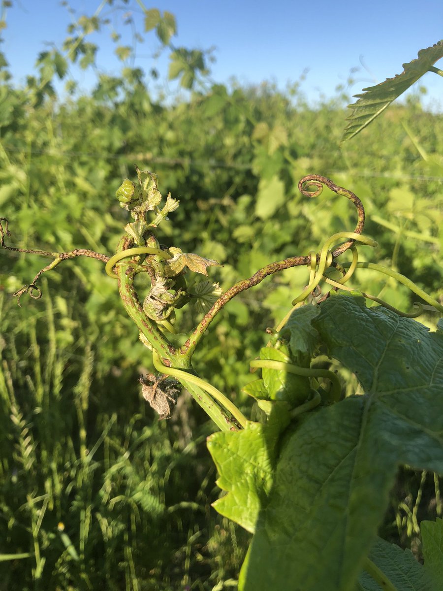 INRAE_UEVB's tweet photo. Les suivis reprennent sur dispositif #ResIntBio #Salsa @Dephy_Ecophyto #cepagesresistants Maîtrise des bioagresseurs dans systèmes à bas niveau d’intrants #biodiversité faunistique et floristique @inrae_save @isvv_bordeaux @oscar_vigne https://t.co/CdLPUWS3Rz