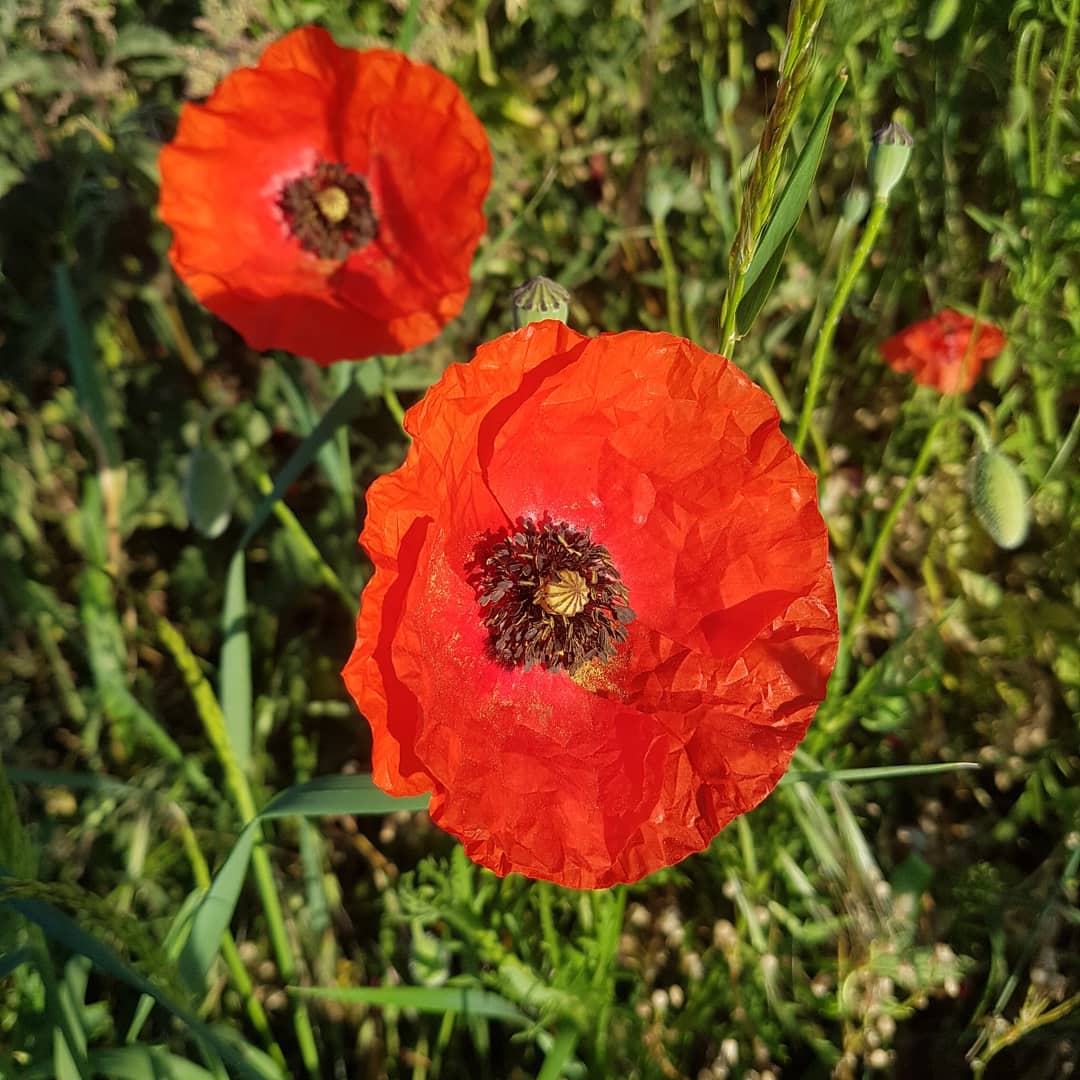 AndyStephens31's tweet image. Cycle to work this morning in the sunshine 
#cycletowork #sunrise #giantbikes