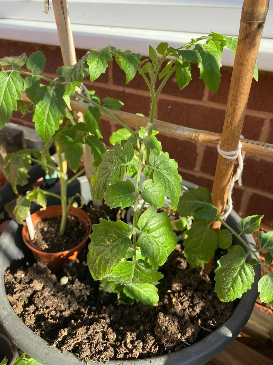 TivertonTrust's tweet photo. Residents at Greenway Gardens tend to their own fruit and veg plots. Coming along nicely!! https://t.co/kwyKibCjqt