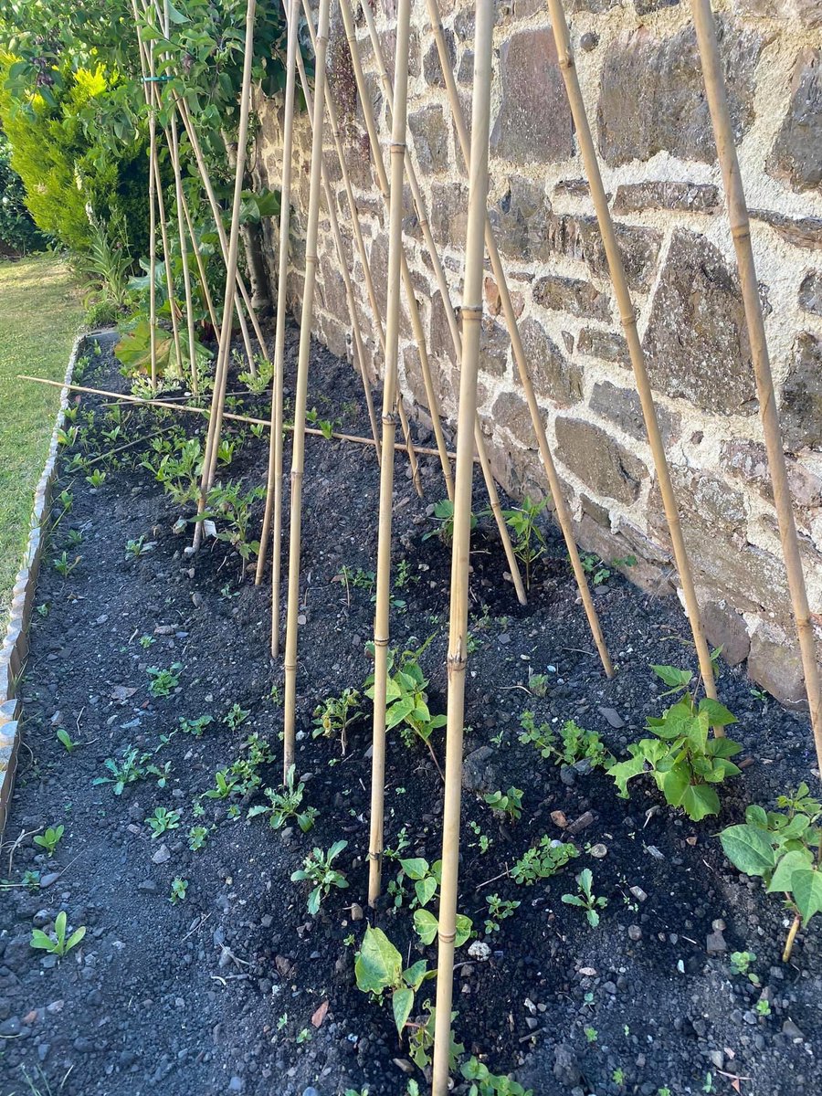 TivertonTrust's tweet photo. Residents at Greenway Gardens tend to their own fruit and veg plots. Coming along nicely!! https://t.co/kwyKibCjqt