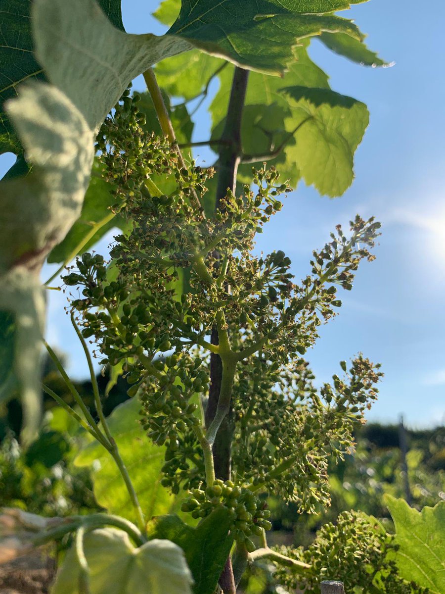 Pimecava tweet media