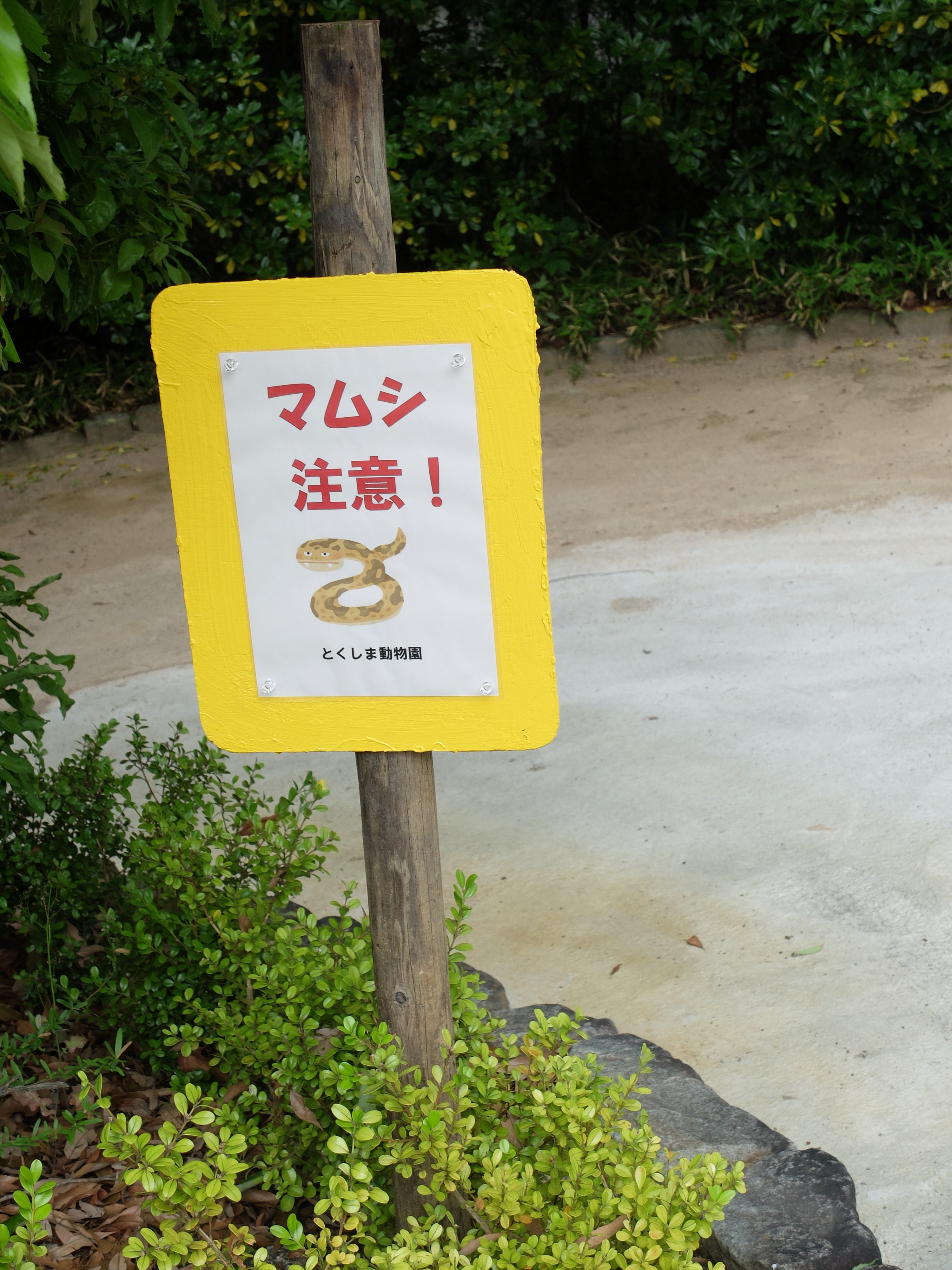 はちべえ Sur Twitter レッサーパンダ舎近くにもマムシ注意看板が出来てました 来園時はお気をつけて 蚊も増えてくる時期なので長ズボンがよさそうです とくしま動物園 T Co Ept07qjsdu Twitter