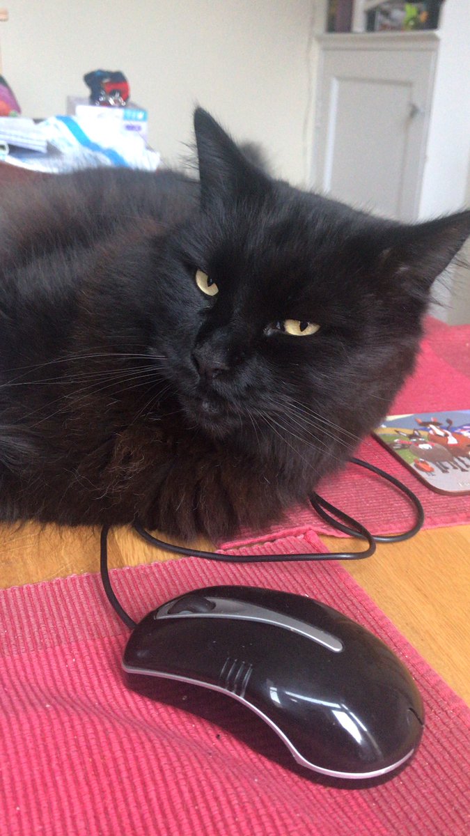 PhilipHodgson6's tweet photo. Working from  home with cat &amp; mouse #MrSullivan @Kayzee1000 @smccahill @BethanyHodgsonn 🐱 https://t.co/ATAuuaPDQ6
